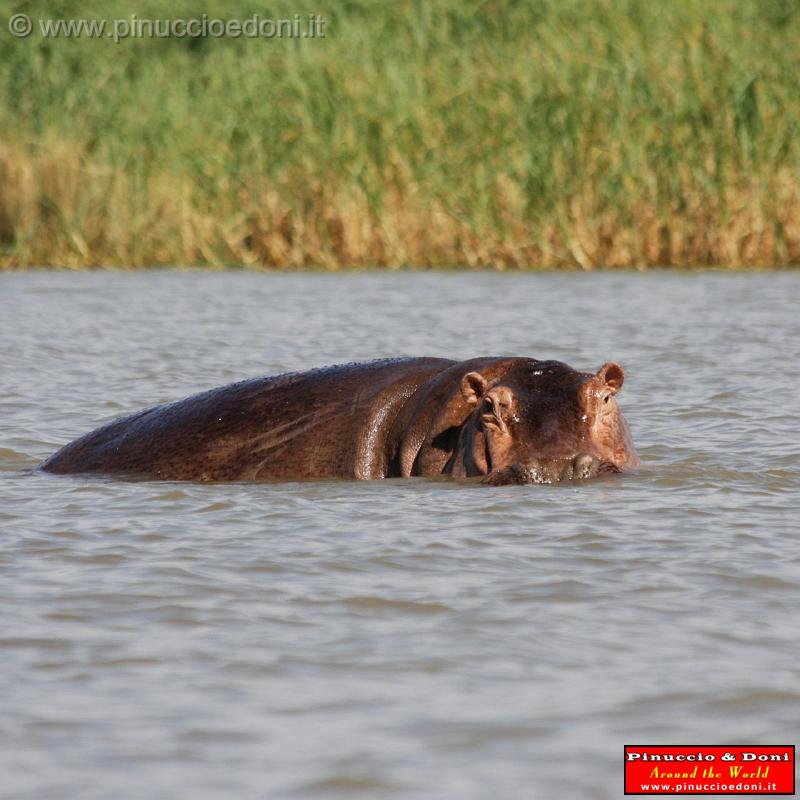 Ethiopia - Lago Chamo - Ippopotami - Hippos - 18.jpg